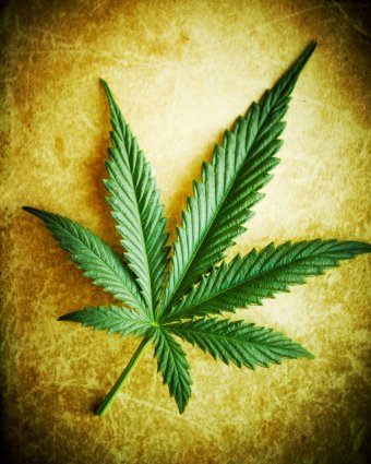 liść marihuany